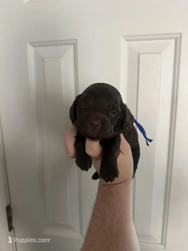 Boy 2. Blue  – Boykin Spaniel puppy for sale in Montezuma, GA