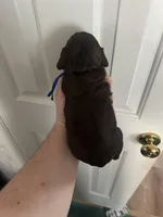 Boy 2. Blue , a male Boykin Spaniel for sale in Montezuma, GA – Photo 3 of 8