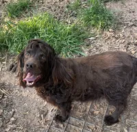 Pink girl, a female Boykin Spaniel for sale in Montezuma, GA – 6 of 9