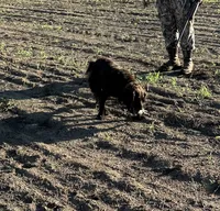 Girl, a female Boykin Spaniel for sale in Montezuma, GA – 3 of 6