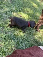 Pink, a female Boykin Spaniel for sale in Montezuma, GA – 2 of 7