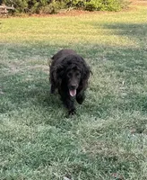 Pink, a female Boykin Spaniel for sale in Montezuma, GA – 6 of 7