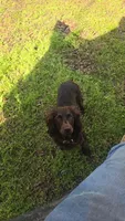 Girl, a female Boykin Spaniel for sale in Montezuma, GA – 6 of 6