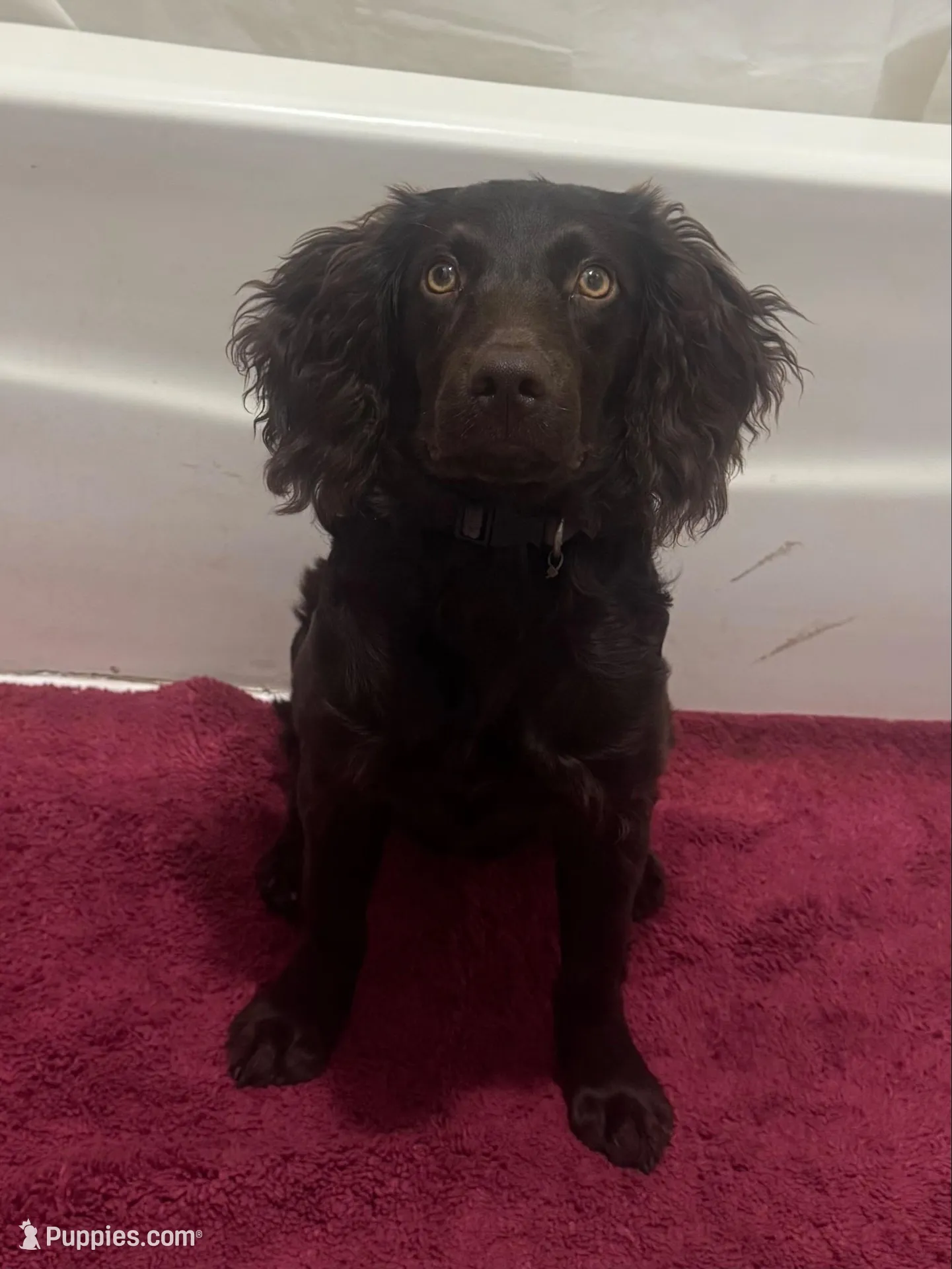 Boy 1, a male Boykin Spaniel for sale in Montezuma, GA – Photo 4 of 7