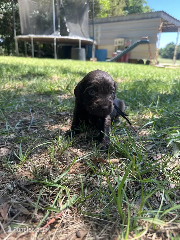 Black Boy  – Boykin Spaniel puppy for sale in Montezuma, GA