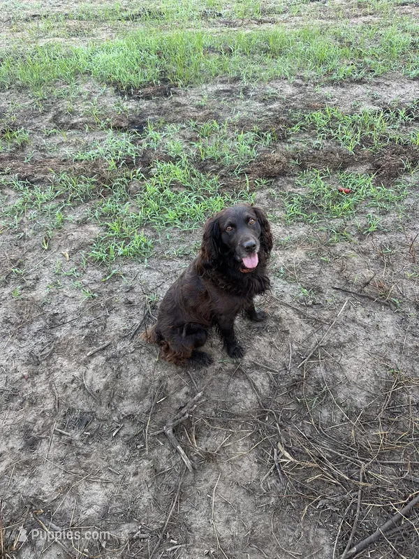 Pink – Boykin Spaniel puppy for sale in Montezuma, GA