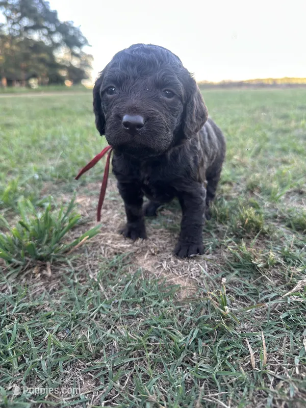 Girl 3. Red  – Boykin Spaniel puppy for sale in Montezuma, GA