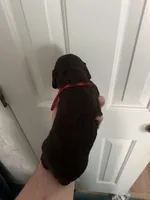 Girl 3. Red , a female Boykin Spaniel for sale in Montezuma, GA – Photo 3 of 8