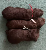 Girl 3. Red , a female Boykin Spaniel for sale in Montezuma, GA – Photo 5 of 8