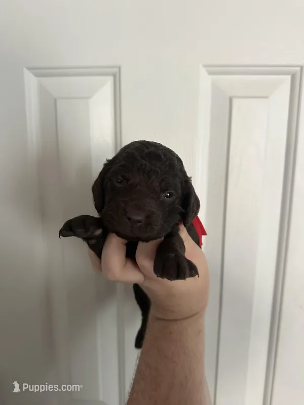 Girl 3. Red  – Boykin Spaniel puppy for sale in Montezuma, GA