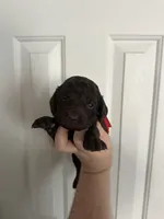 Girl 3. Red , a female Boykin Spaniel for sale in Montezuma, GA – Photo 1 of 8