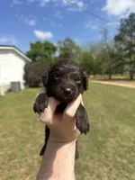 Girl 3, a female Boykin Spaniel for sale in Montezuma, GA – Photo 1 of 8