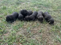 Girl 3, a female Boykin Spaniel for sale in Montezuma, GA – Photo 2 of 8