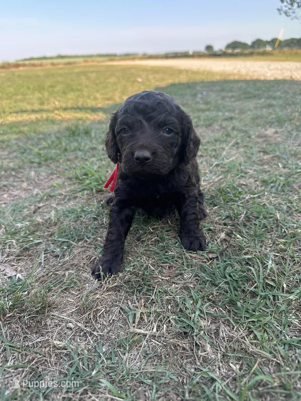 Girl 3. Red  – Boykin Spaniel puppy for sale in Montezuma, GA
