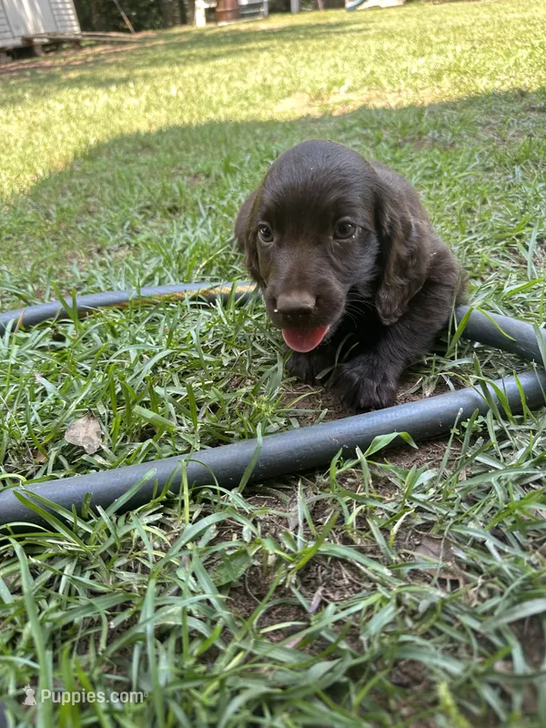 Pink girl – Boykin Spaniel puppy for sale in Montezuma, GA