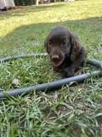 Pink girl, a female Boykin Spaniel for sale in Montezuma, GA – 1 of 9