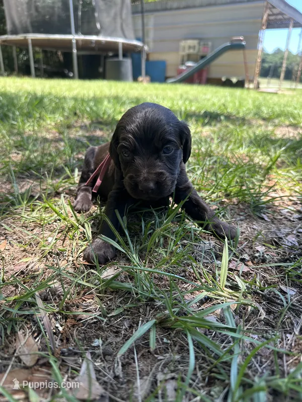 Purple Boy  – Boykin Spaniel puppy for sale in Montezuma, GA