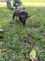Boy 1, a male Boykin Spaniel for sale in Montezuma, GA – 3 of 3