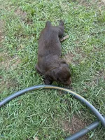 Pink girl, a female Boykin Spaniel for sale in Montezuma, GA – 3 of 9