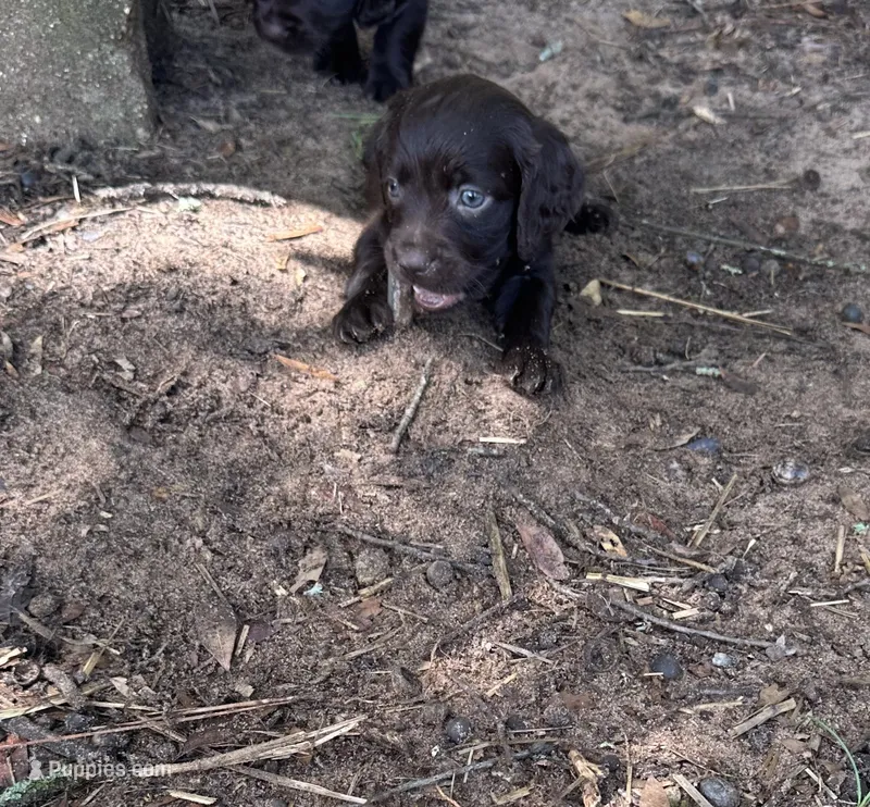 Pink – Boykin Spaniel puppy for sale in Montezuma, GA