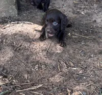 Pink, a female Boykin Spaniel for sale in Montezuma, GA – 3 of 7
