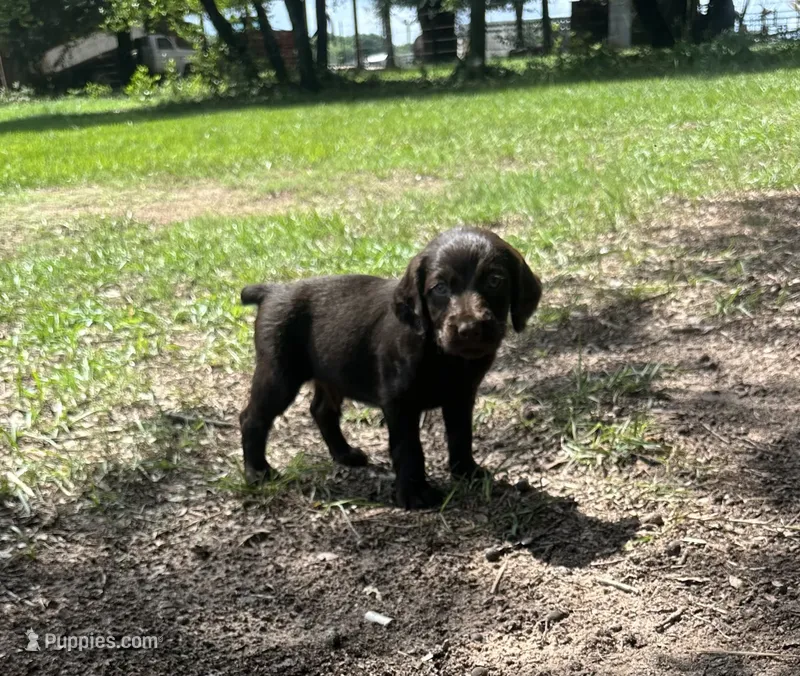 White Boy – Boykin Spaniel puppy for sale in Montezuma, GA