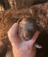 Boy 2, a male Boykin Spaniel for sale in Montezuma, GA – Photo 1 of 5