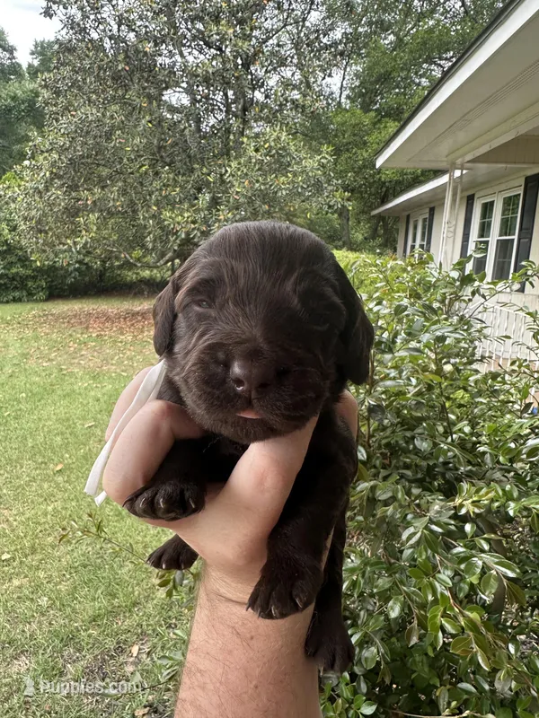 White Boy – Boykin Spaniel puppy for sale in Montezuma, GA