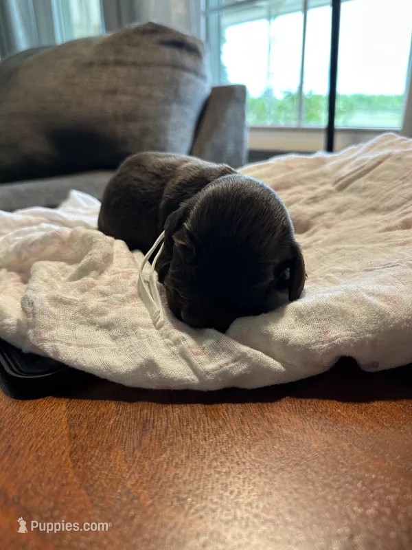 White Boy, a male Boykin Spaniel for sale in Montezuma, GA – Photo 1 of 5