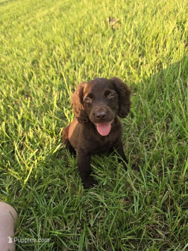Girl – Boykin Spaniel puppy for sale in Montezuma, GA