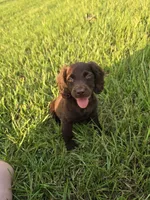 Girl, a female Boykin Spaniel for sale in Montezuma, GA – 1 of 6