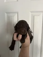 Boy 1. Black , a male Boykin Spaniel for sale in Montezuma, GA – Photo 1 of 7