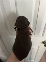 Boy 1. Black , a male Boykin Spaniel for sale in Montezuma, GA – Photo 3 of 7