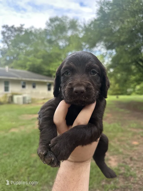 White Boy – Boykin Spaniel puppy for sale in Montezuma, GA