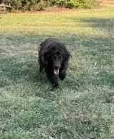 Girl 1 , a female Boykin Spaniel for sale in Montezuma, GA – Photo 5 of 5