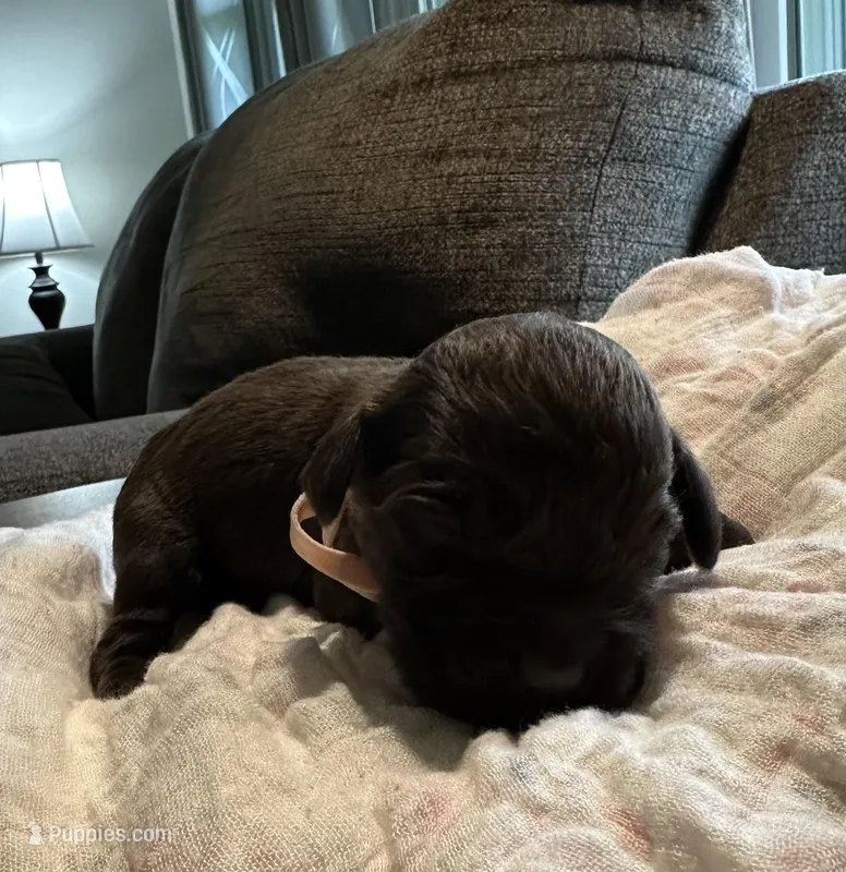 Girl 1  – Boykin Spaniel puppy for sale in Montezuma, GA