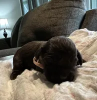 Pink Girl, a female Boykin Spaniel for sale in Montezuma, GA – Photo 1 of 5