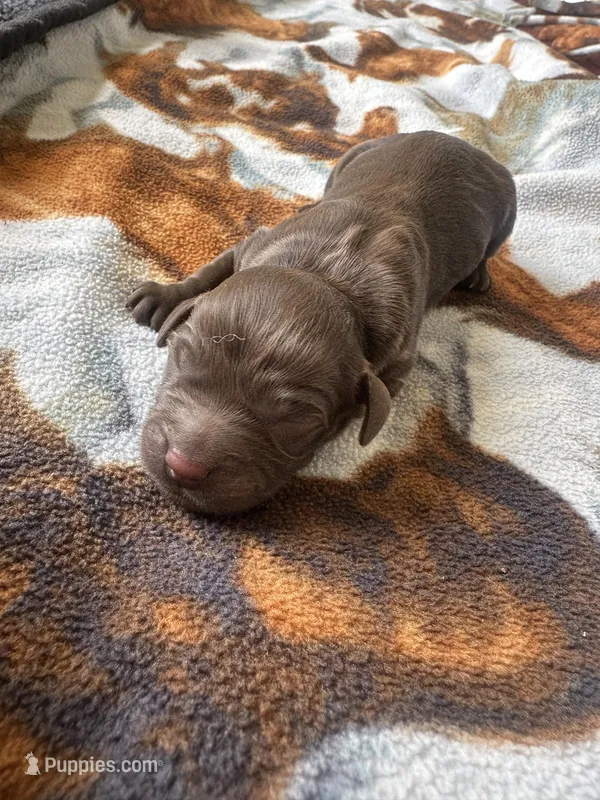 Girl 1  – Boykin Spaniel puppy for sale in Montezuma, GA