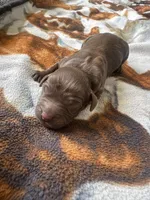 Girl 1 , a female Boykin Spaniel for sale in Montezuma, GA – Photo 1 of 5