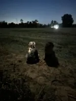 Boy 6, a male Boykin Spaniel for sale in Montezuma, GA – Photo 4 of 5