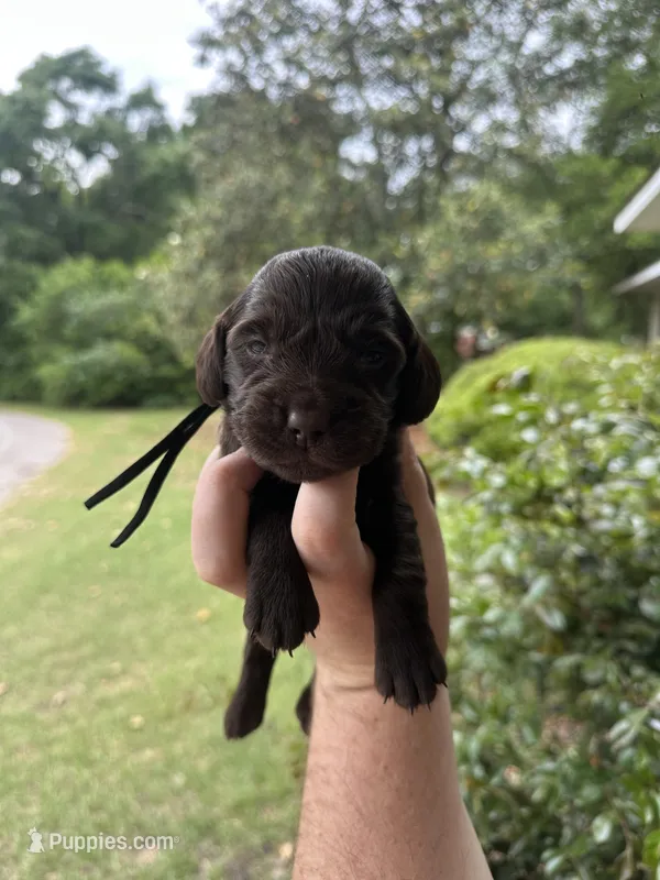 Black Boy  – Boykin Spaniel puppy for sale in Montezuma, GA