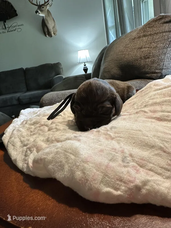 Black Boy , a male Boykin Spaniel for sale in Montezuma, GA – Photo 1 of 5