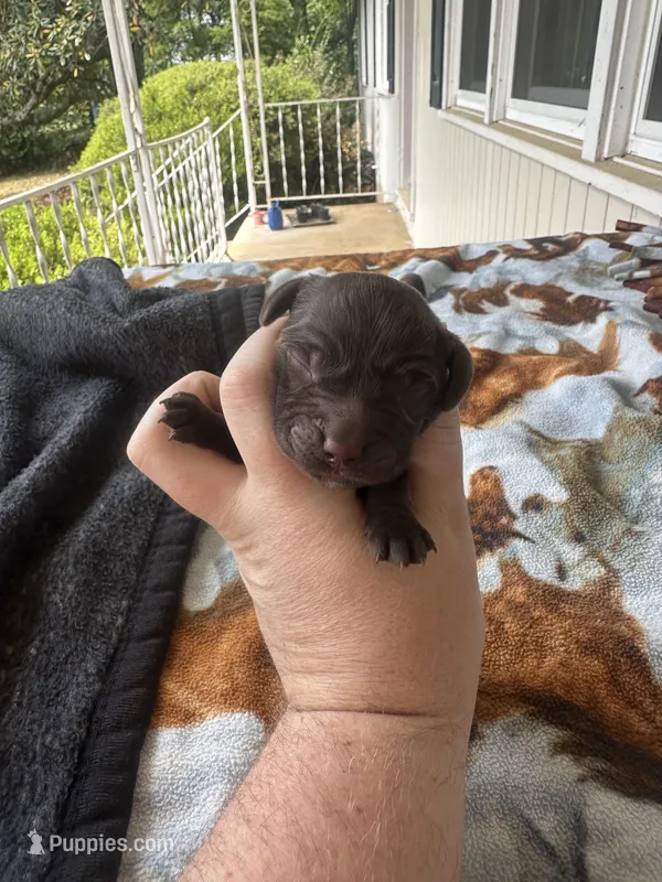 Boy 6 – Boykin Spaniel puppy for sale in Montezuma, GA