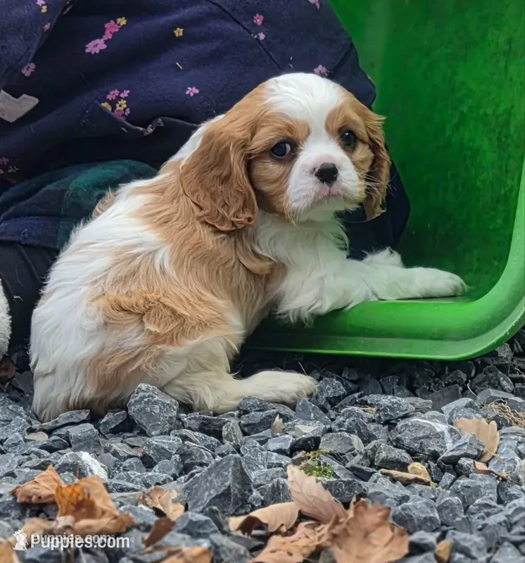 Buccie – Cavalier King Charles Spaniel puppy for sale in Elliottsburg, PA
