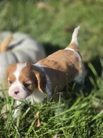 Autumn, a female Cavalier King Charles Spaniel for sale in Elliottsburg, PA – 5 of 7