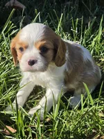 Buccie, a male Cavalier King Charles Spaniel for sale in Elliottsburg, PA – 4 of 7