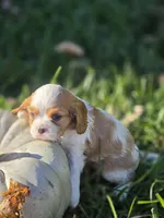 Buccie, a male Cavalier King Charles Spaniel for sale in Elliottsburg, PA – 1 of 7