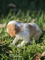 Buccie, a male Cavalier King Charles Spaniel for sale in Elliottsburg, PA – 3 of 7