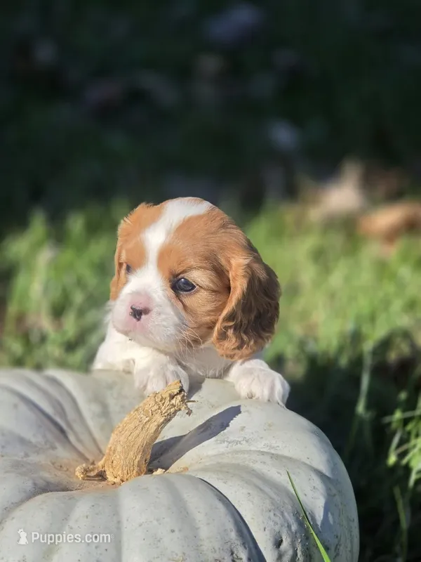 Autumn – Cavalier King Charles Spaniel puppy for sale in Elliottsburg, PA