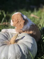Autumn, a female Cavalier King Charles Spaniel for sale in Elliottsburg, PA – 2 of 7